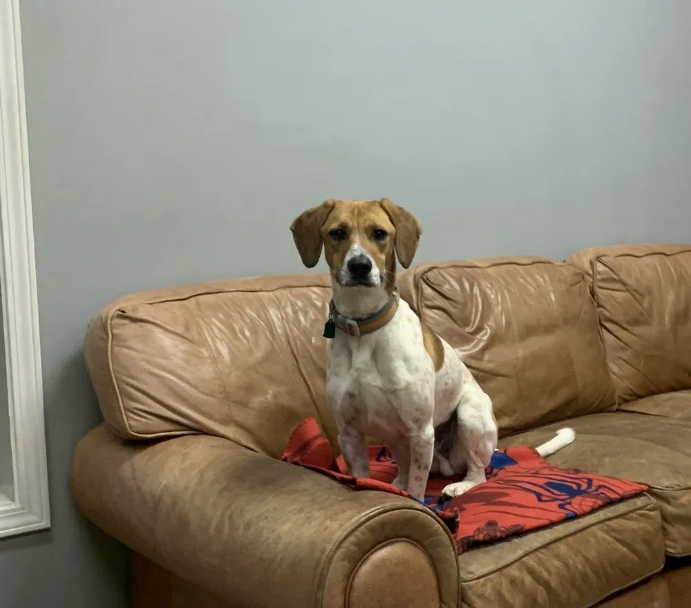 Reliable landscaping services near you in Easley, SC by Earthworks Unlimited