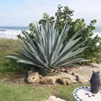 Local outdoor landscaping with custom design in Daytona Beach, FL by Earthworms Lawn Landscape And Pest Control