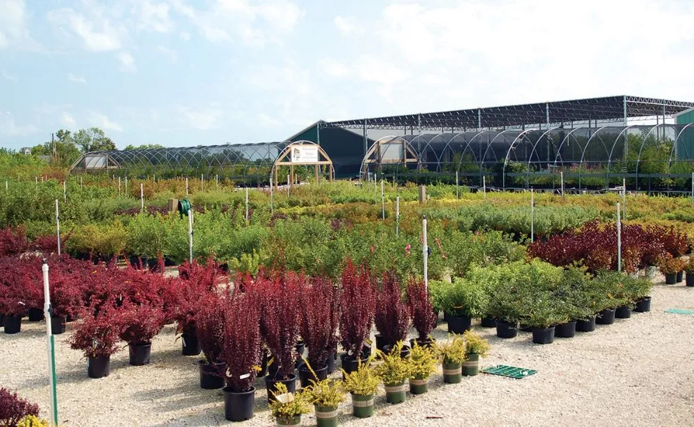 Top-rated yard cleanup service near you in Signal Mountain, TN by EarthworX Lawn & Land