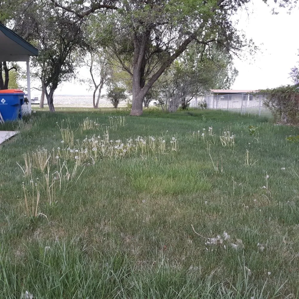 Affordable outdoor landscaping in Meridian, ID by Ease Services