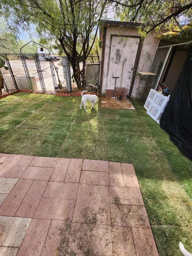 Trusted yard cleanup service in Chandler, AZ by East Agave Landscaping