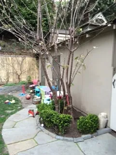 Expert yard cleanup service with custom design across Martinez, CA - East Bay Lawn Pros