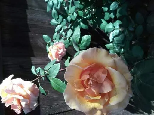 Trusted lawn mowing service experts serving Martinez, CA - East Bay Lawn Pros