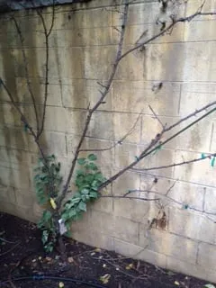 Top-rated landscape installation for residential properties across Martinez, CA - East Bay Lawn Pros