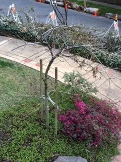 Affordable lawn care service for residential properties across Martinez, CA - East Bay Lawn Pros