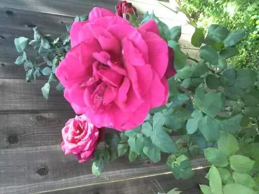 Professional outdoor landscaping experts serving Martinez, CA - East Bay Lawn Pros