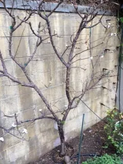 Custom lawn care service with custom design across Martinez, CA - East Bay Lawn Pros