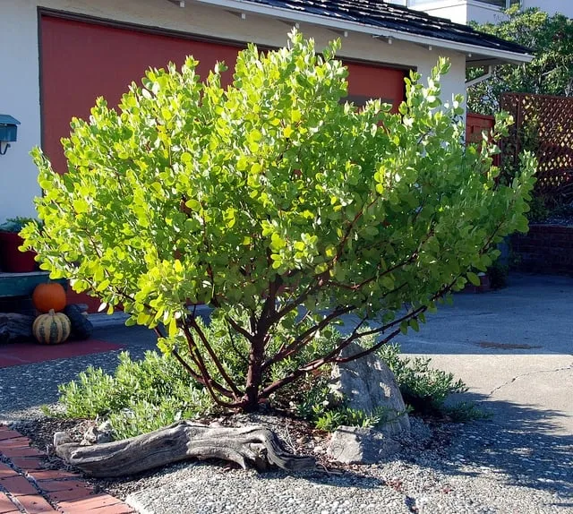 Reliable yard cleanup service in Oakland, CA - east bay wilds