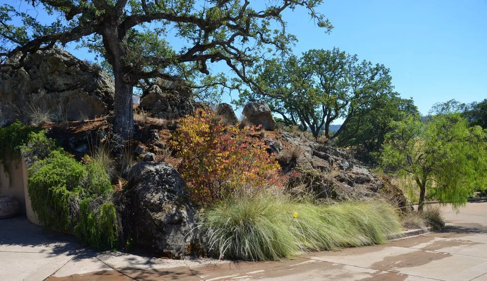 Custom yard maintenance experts serving Oakland, CA - east bay wilds