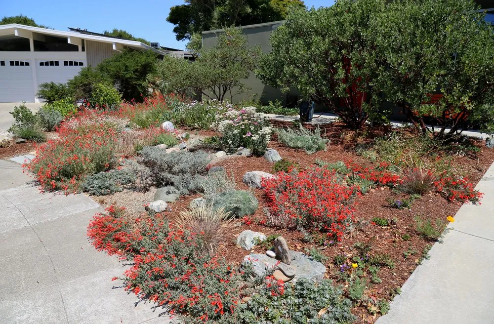 Expert yard maintenance in Oakland, CA - east bay wilds