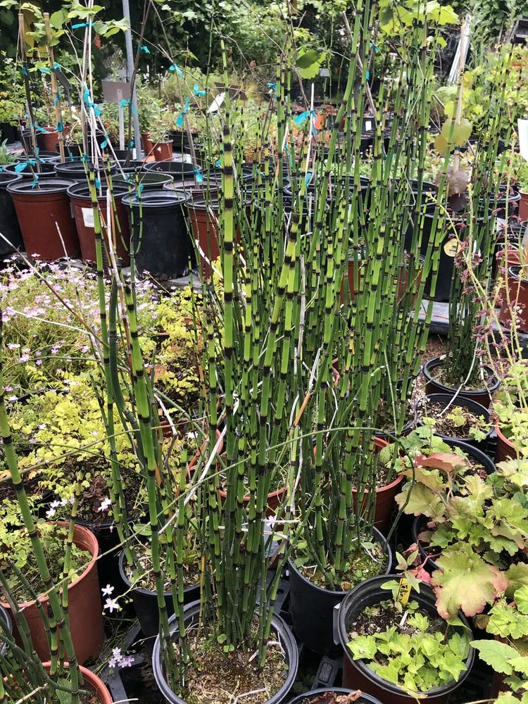 Professional yard cleanup service in Oakland, CA - east bay wilds