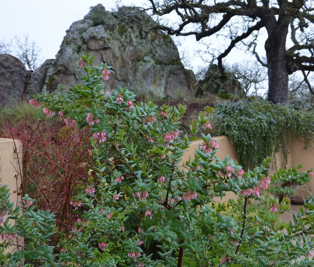 Local landscape installation experts serving Oakland, CA - east bay wilds