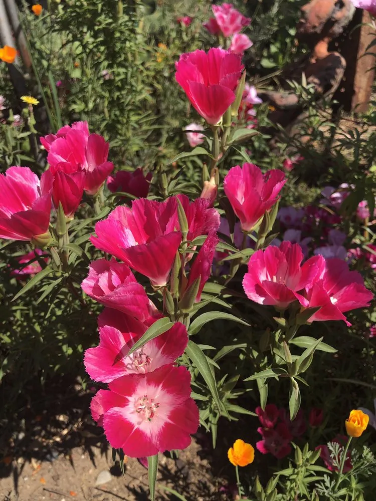 Reliable lawn mowing service in Oakland, CA - east bay wilds