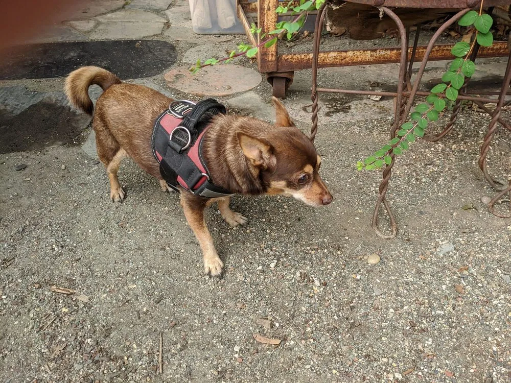 Top-rated yard cleanup service for year-round maintenance across Oakland, CA - east bay wilds