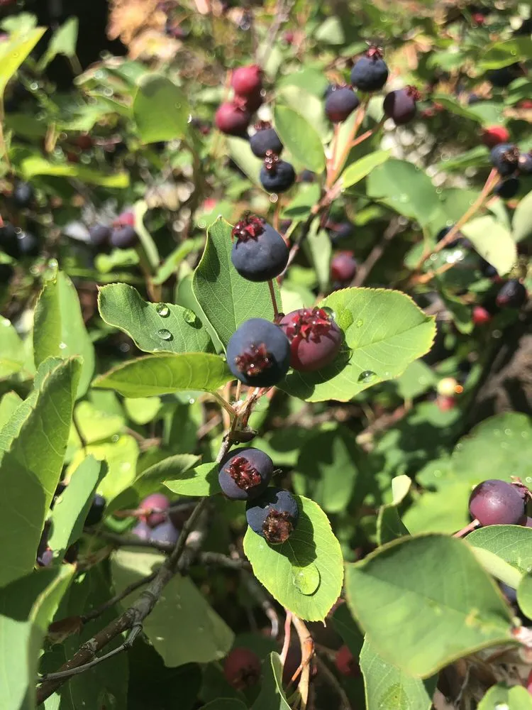 Reliable lawn mowing service experts serving Oakland, CA - east bay wilds