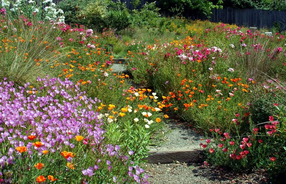 Reliable yard cleanup service in Oakland, CA - east bay wilds