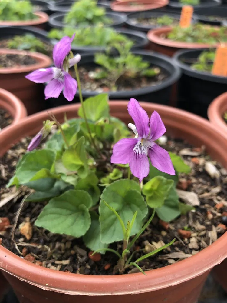 Expert landscaping services with custom design in Oakland, CA by east bay wilds