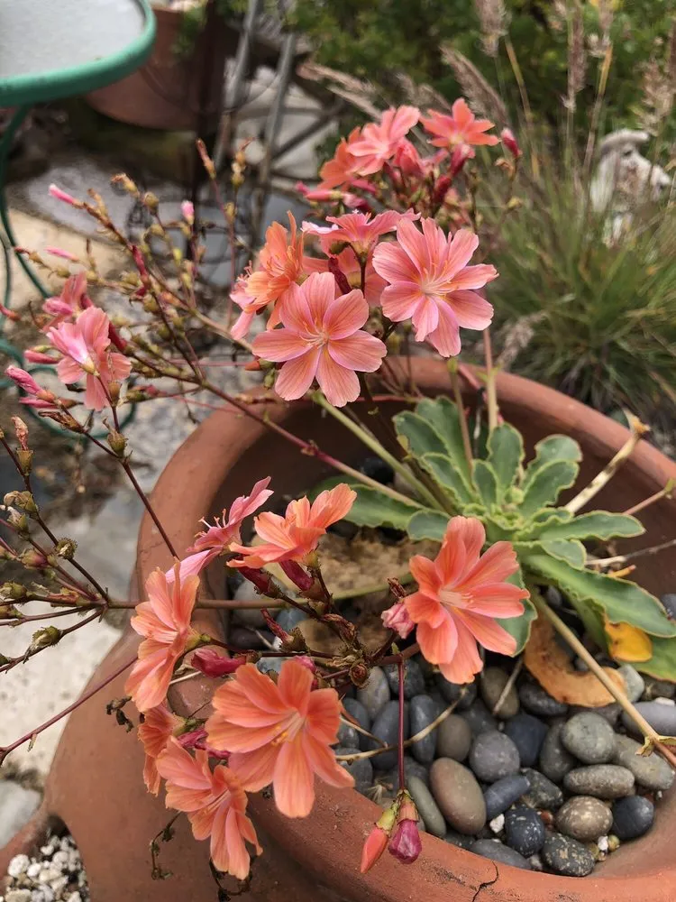 Custom residential landscaping in Oakland, CA - east bay wilds