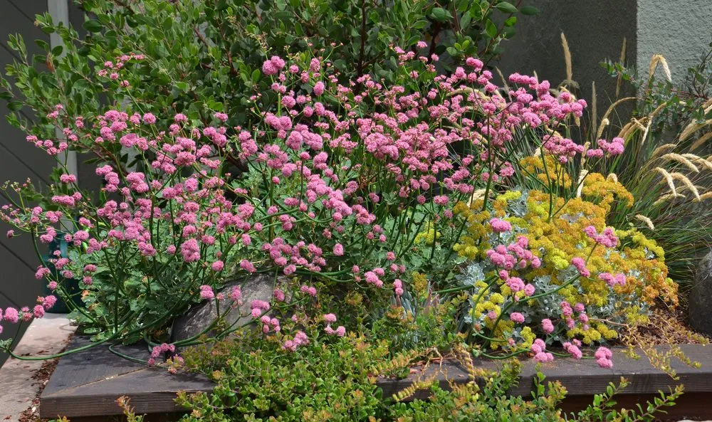 Reliable landscape design for year-round maintenance in Oakland, CA by east bay wilds