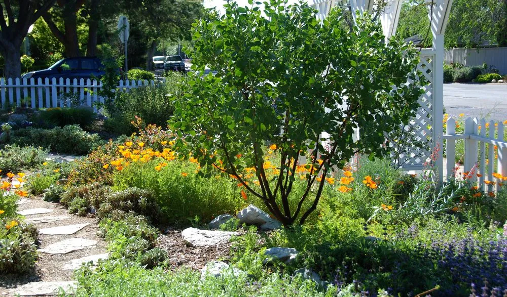Local residential landscaping in Oakland, CA - east bay wilds