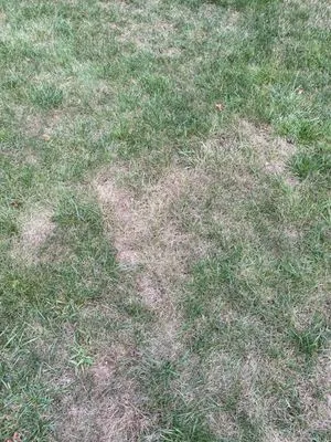 East Coast Lawn Logo