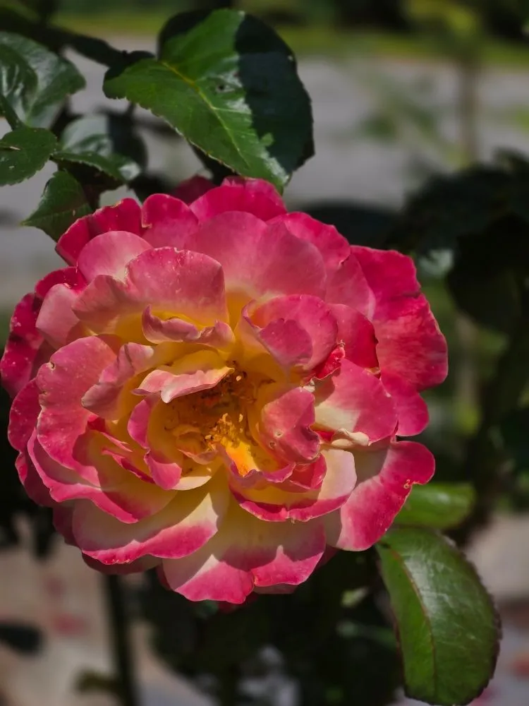 Affordable outdoor landscaping in Limerick, ME - East Coast Quality