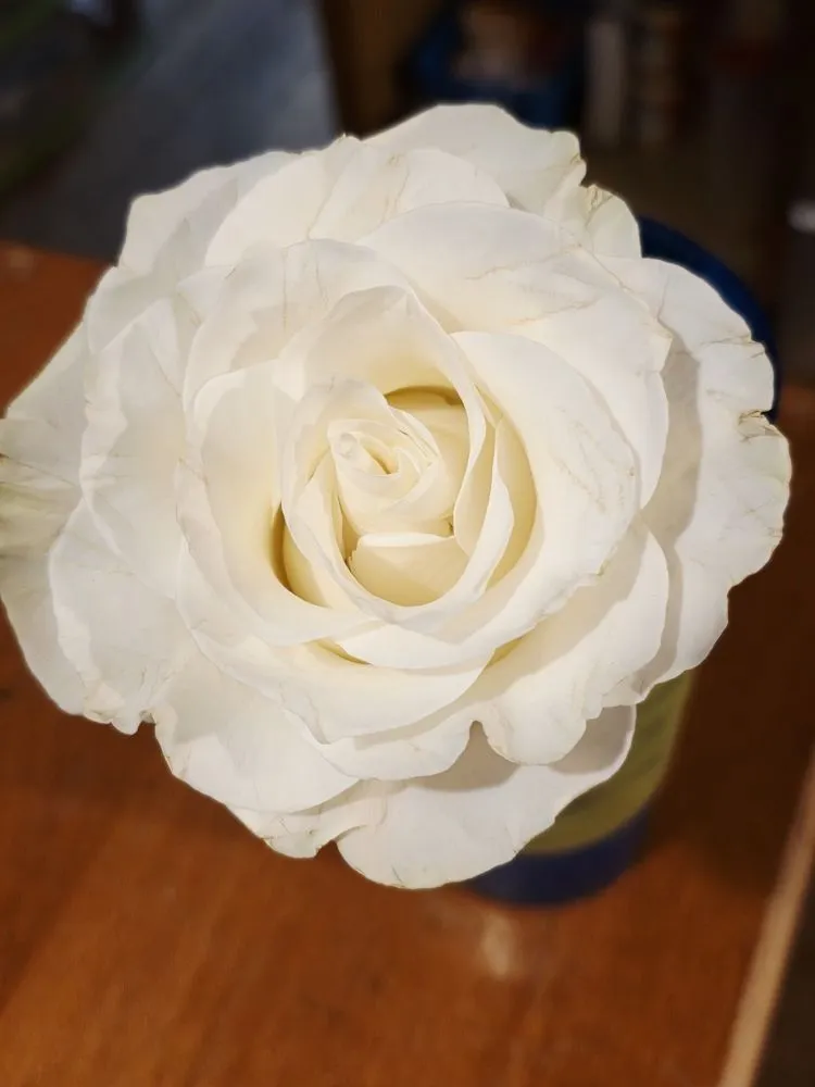 Professional lawn care service in Limerick, ME - East Coast Quality