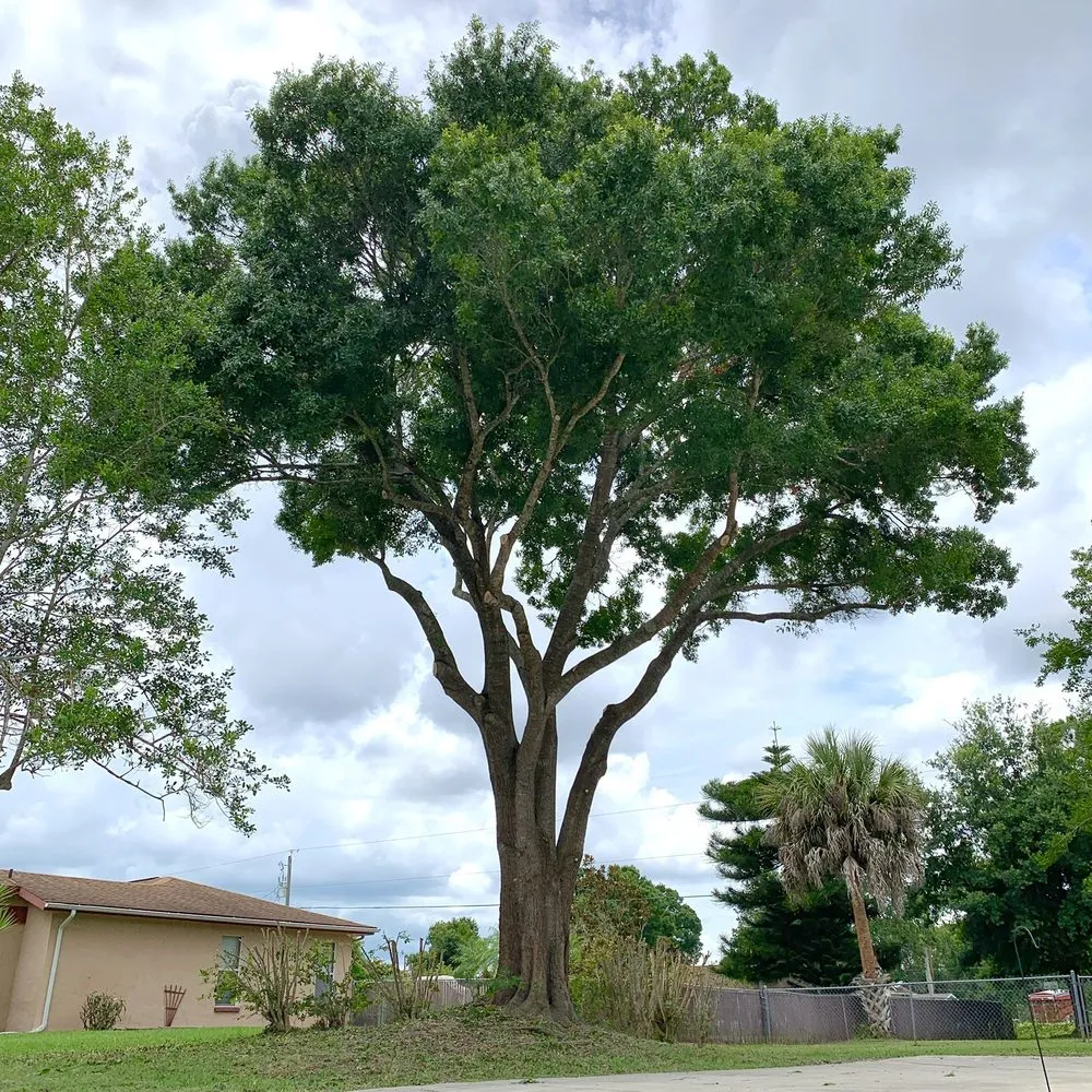 Reliable outdoor landscaping for homes in Palm Bay, FL by East Coast Tree Professionals