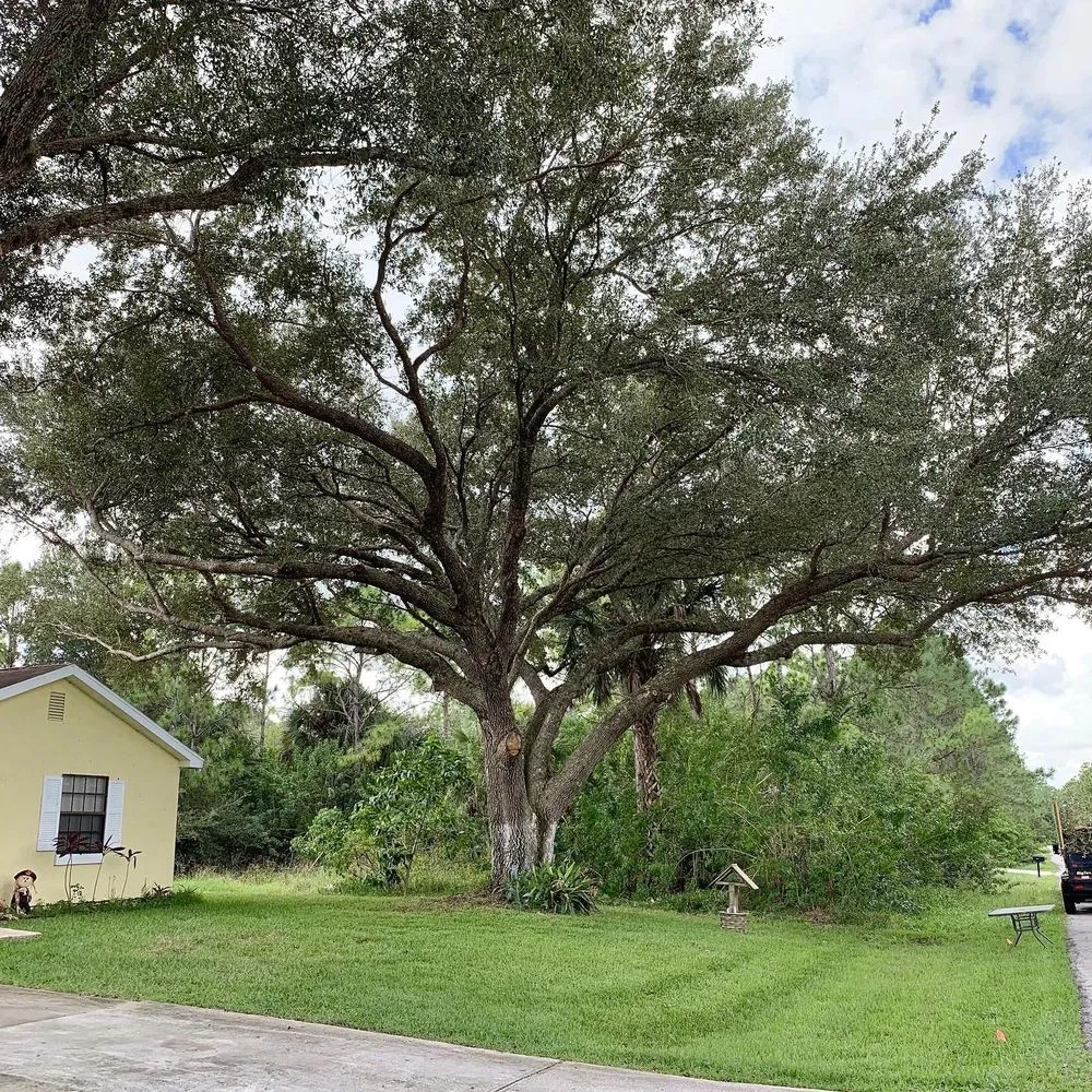 Professional outdoor landscaping in Palm Bay, FL by East Coast Tree Professionals
