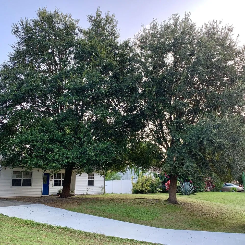 Expert landscape installation experts serving Palm Bay, FL - East Coast Tree Professionals