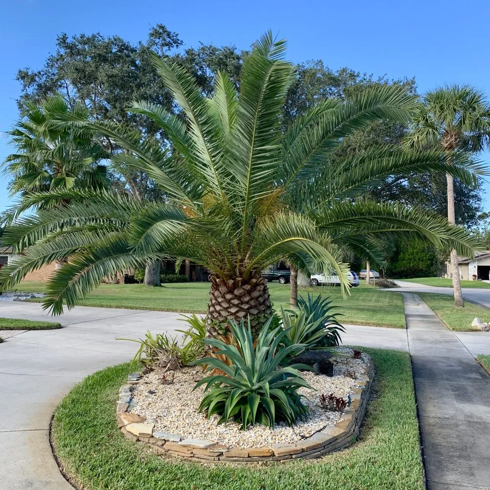 Professional landscape installation experts serving Palm Bay, FL - East Coast Tree Professionals