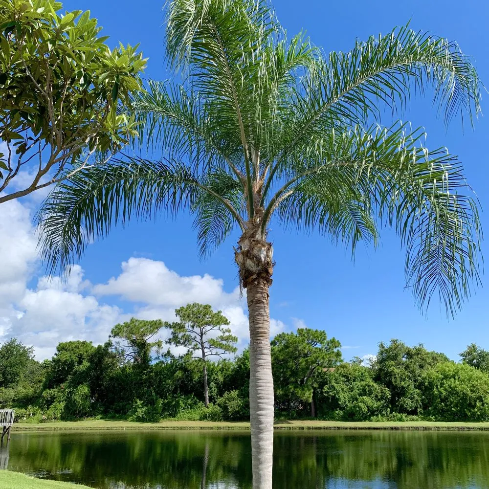 Expert yard cleanup service in Palm Bay, FL - East Coast Tree Professionals