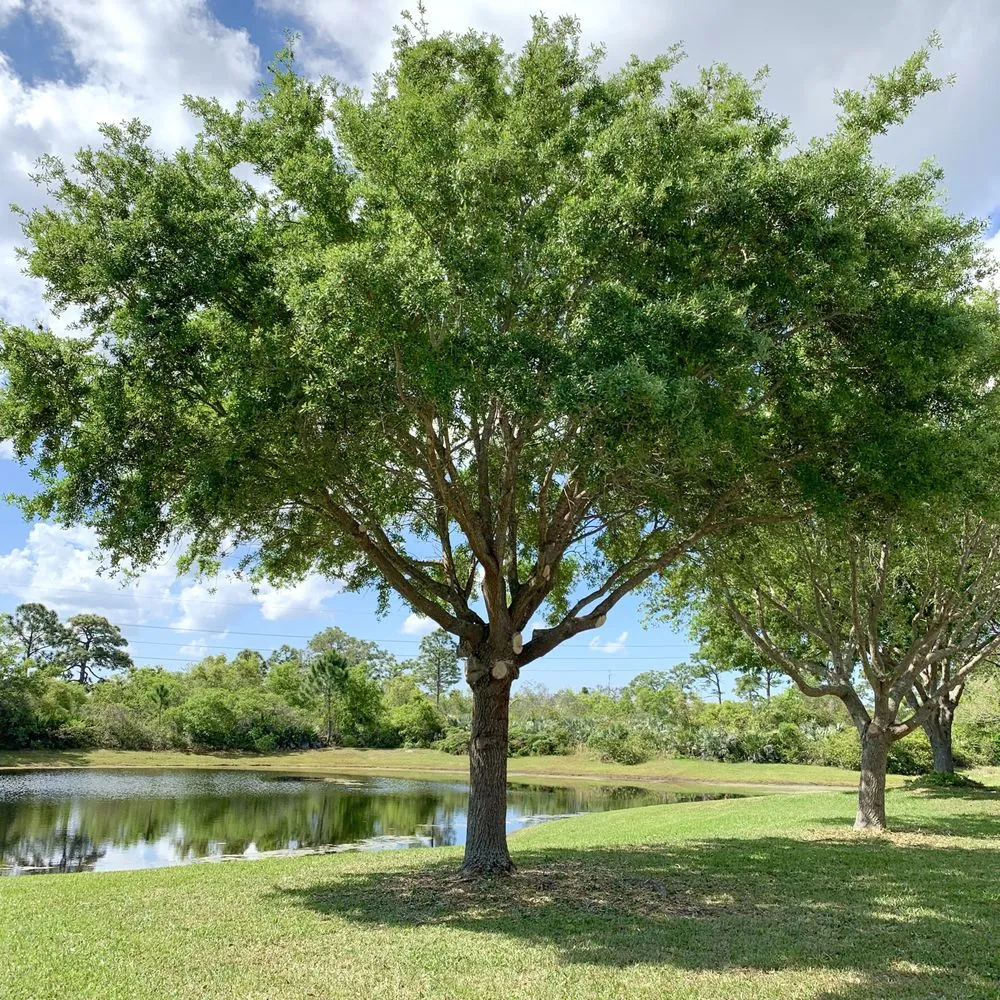 Top-rated landscaping services for homes across Palm Bay, FL - East Coast Tree Professionals