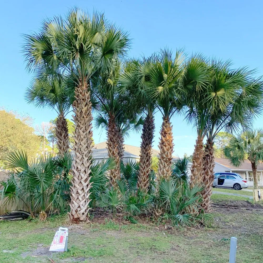 Reliable yard maintenance for year-round maintenance across Palm Bay, FL - East Coast Tree Professionals