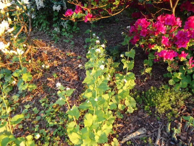 Affordable landscape design in Pittsburgh, PA - East End Landscaping