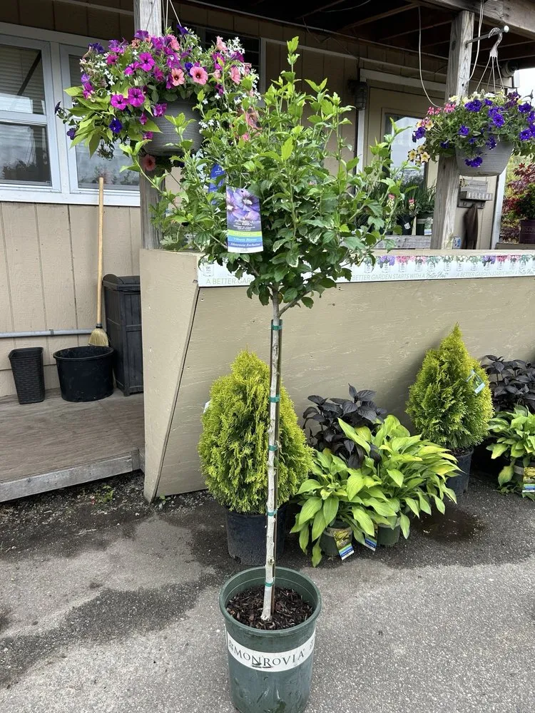 Custom garden landscaping for outdoor upgrades across Kings Park, NY - East End Trees