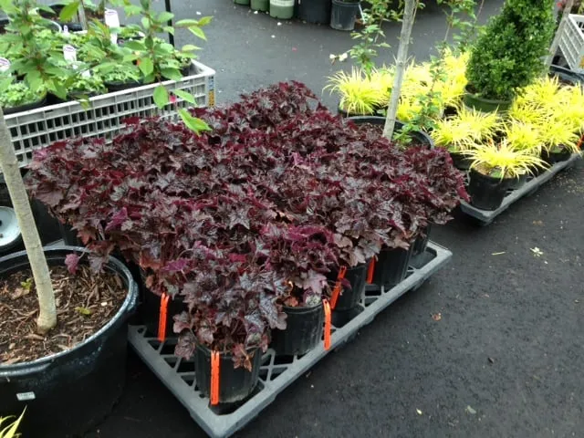 Custom outdoor landscaping for year-round maintenance in Kings Park, NY by East End Trees