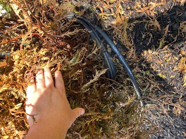 Affordable landscaping services with custom design in Kings Park, NY by East End Trees