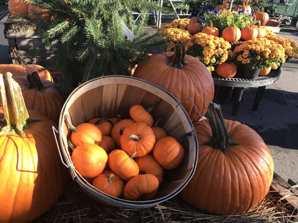 Local residential landscaping in Kings Park, NY - East End Trees