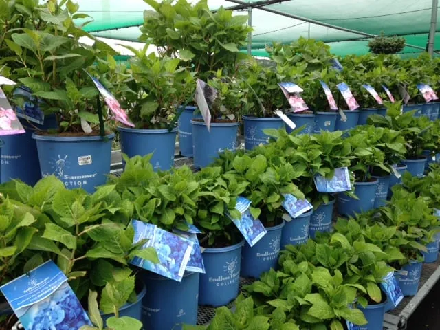 Expert outdoor landscaping in Kings Park, NY - East End Trees