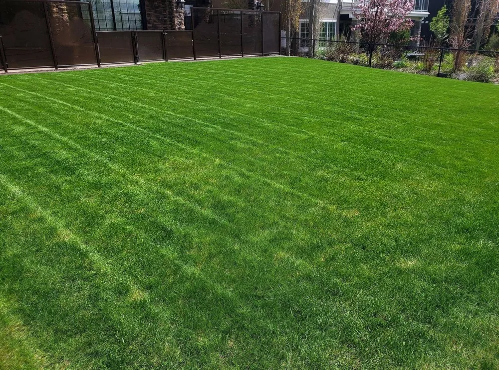 Custom lawn mowing service in Fresno, CA - East Fresno Lawn Care