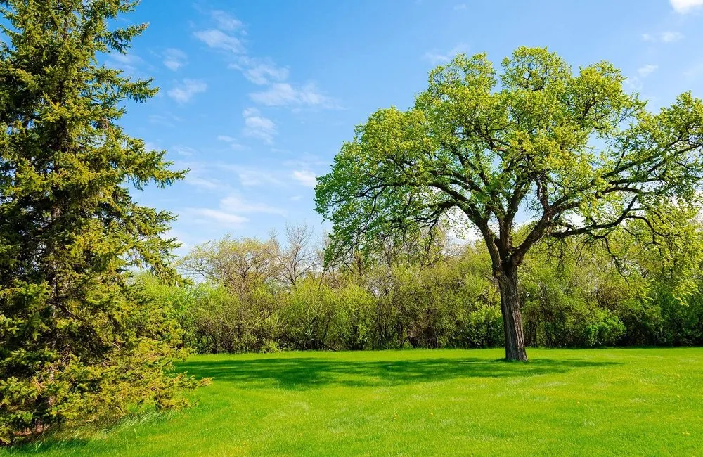 Custom lawn care service for homes in Fresno, CA by East Fresno Lawn Care