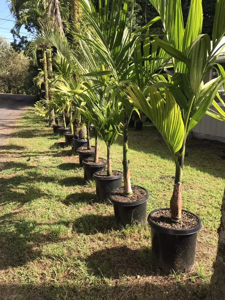 Expert yard cleanup service in Mountain View, HI by East Rift Hawaii