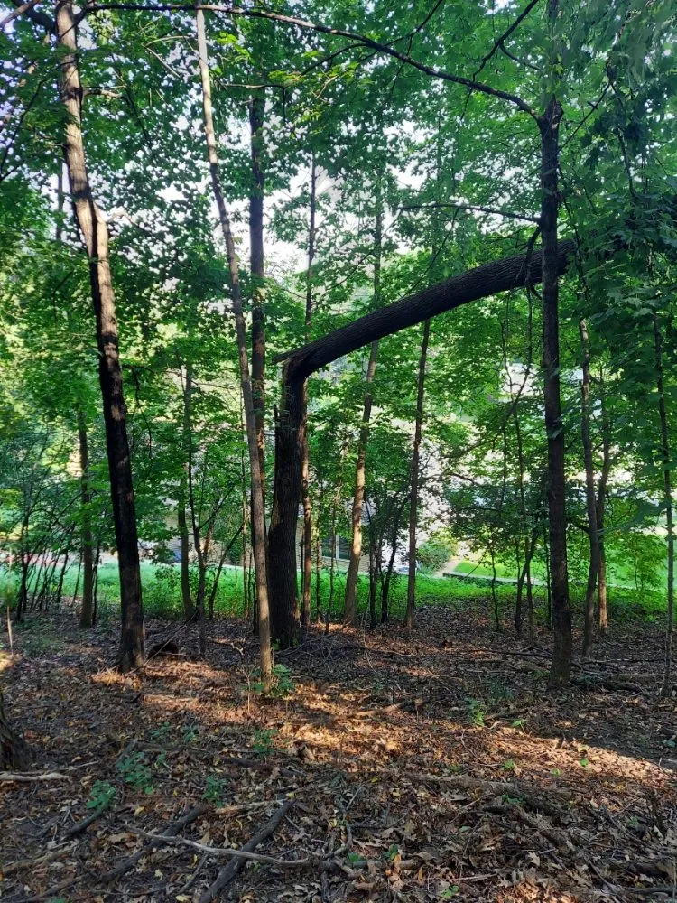 Top-rated landscaping services for beautiful yards across Rochester, MN - East Side Services