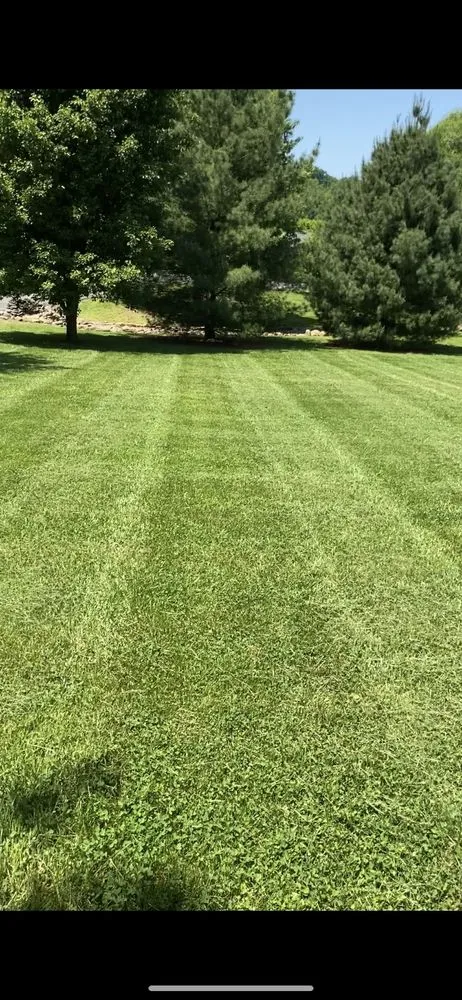 Local yard cleanup service experts serving Bybee, TN - East TN Turf Pros