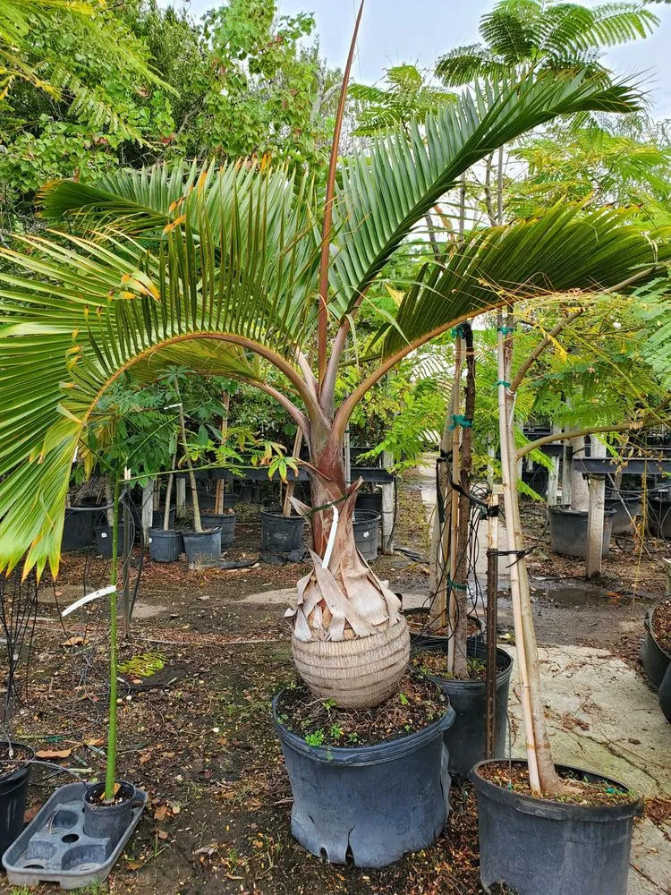 Trusted lawn mowing service for outdoor upgrades in Corpus Christi, TX by East to West Landscaping Services