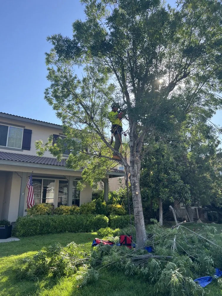 Local landscape design with custom design across Highland, CA - East Valley Tree Experts