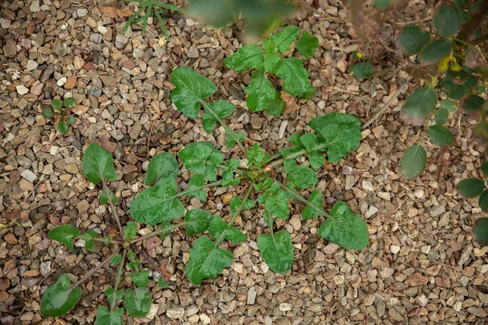 Reliable lawn mowing service in Queen Creek, AZ - East Valley Weed Control