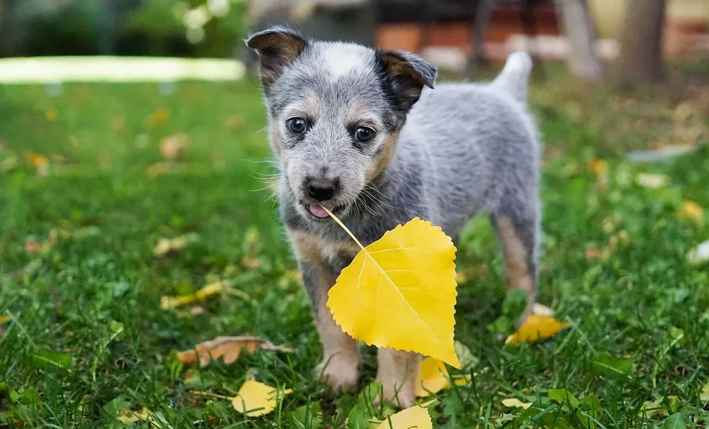 Local lawn mowing service for homes across Queen Creek, AZ - East Valley Weed Control