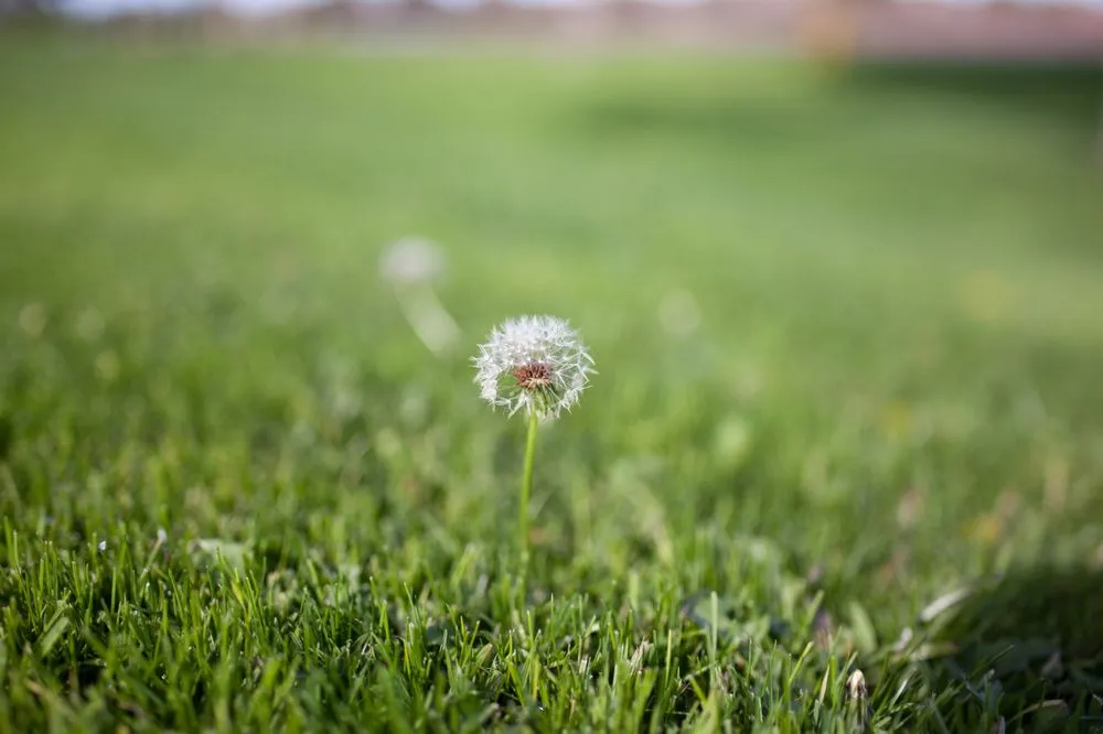 Trusted landscaping services in Queen Creek, AZ - East Valley Weed Control